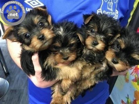 Yorkshireterrier te Koop Aangeboden op Tweedehands.net